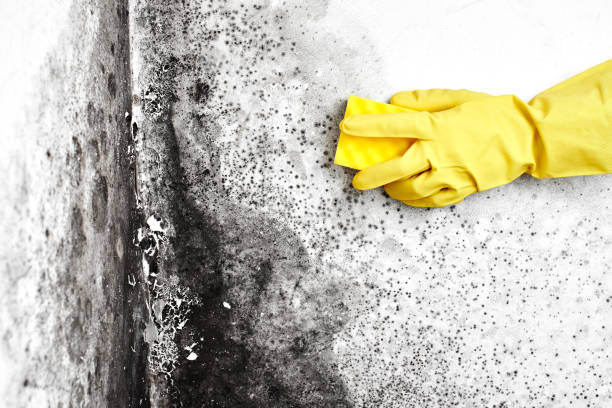 Best Mold Remediation Experts  in Roselle Park, NJ