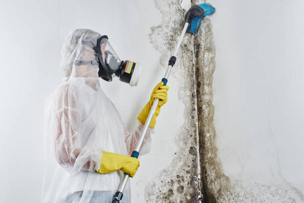 Best Mold Damage Repair  in Roselle Park, NJ