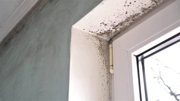 Best Mold Remediation  in Roselle Park, NJ