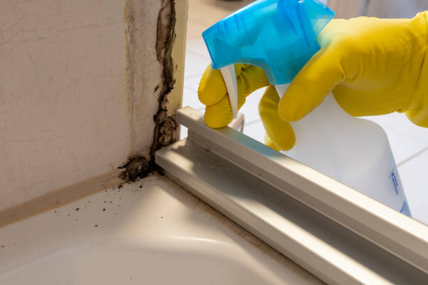 Best Mold Remediation Services  in Roselle Park, NJ