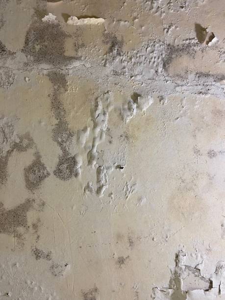 Best Residential Mold Removal  in Roselle Park, NJ
