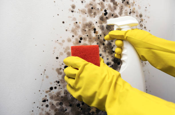 Best Toxic Mold Removal  in Roselle Park, NJ