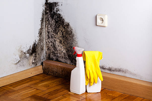 Best Mold Removal Company Near Me  in Roselle Park, NJ
