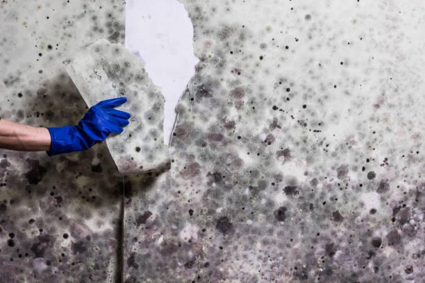 Best Mold Cleaning Services  in Roselle Park, NJ