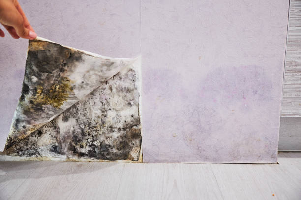Best Home Mold Removal  in Roselle Park, NJ